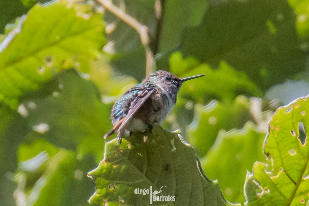 Bumblebee Hummingbird - ML639576731