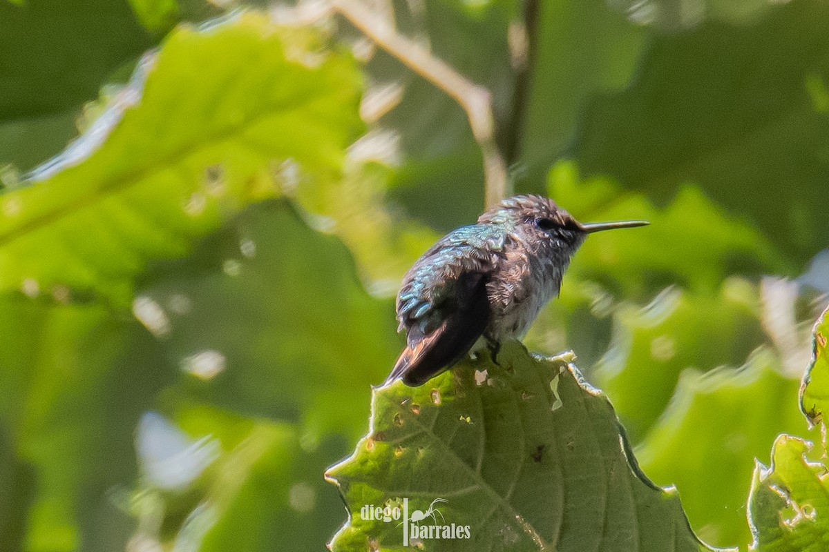 Bumblebee Hummingbird - ML639576732