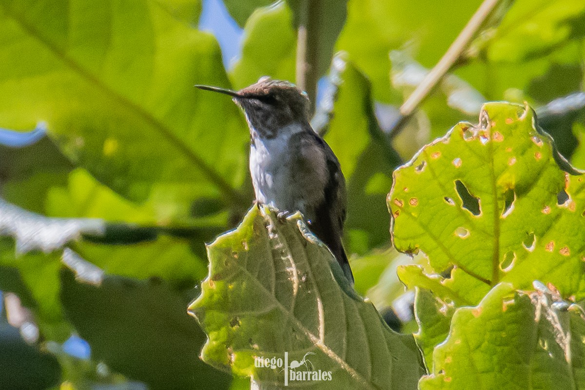Bumblebee Hummingbird - ML639576734