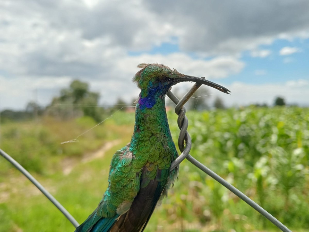 Mexican Violetear - ML639576739