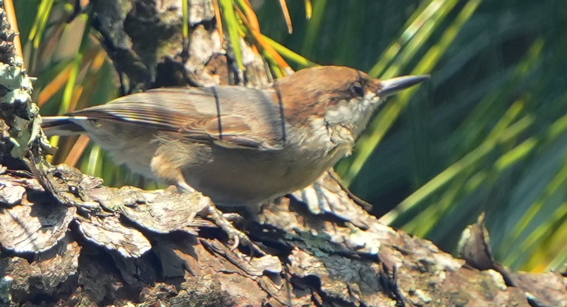 Brown-headed Nuthatch - ML639576751