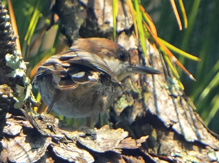 Brown-headed Nuthatch - ML639576768