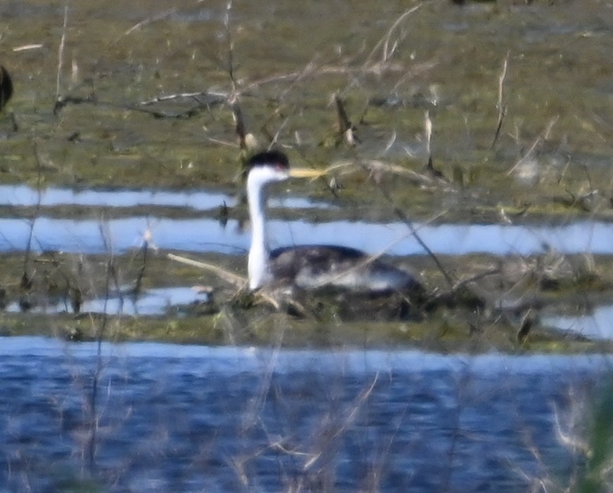 Western Grebe - ML639576821