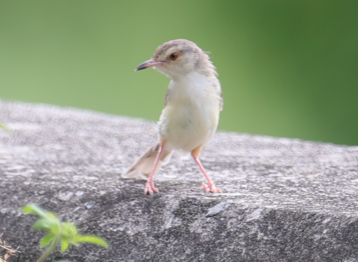 Plain Prinia - ML639576833