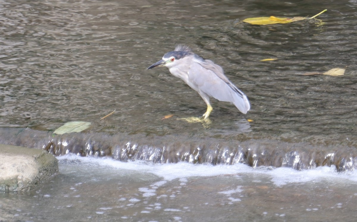 Black-crowned Night Heron - ML639576886