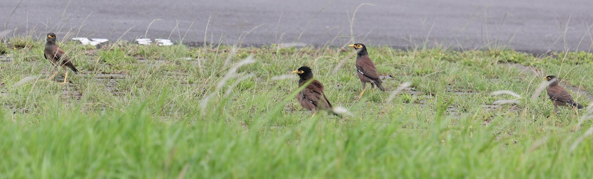 Common Myna - ML639576903