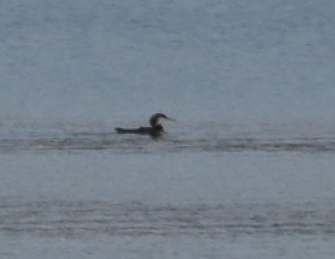 Common Loon - ML639577003