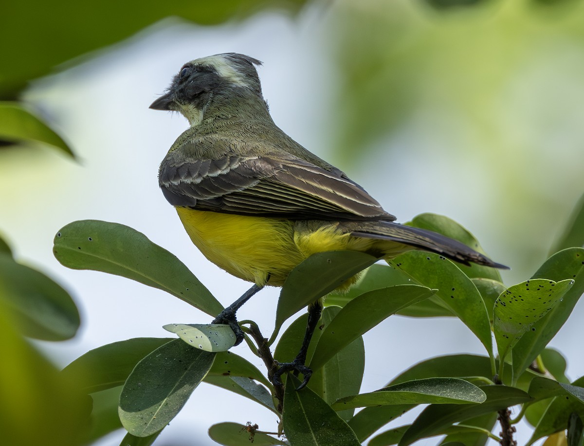 Social Flycatcher - ML639577111