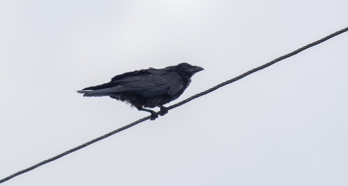 Rook - ML639577126