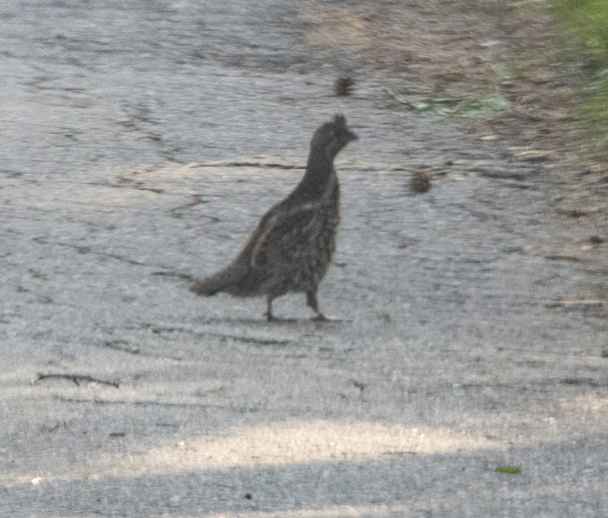 Hazel Grouse - ML639577142