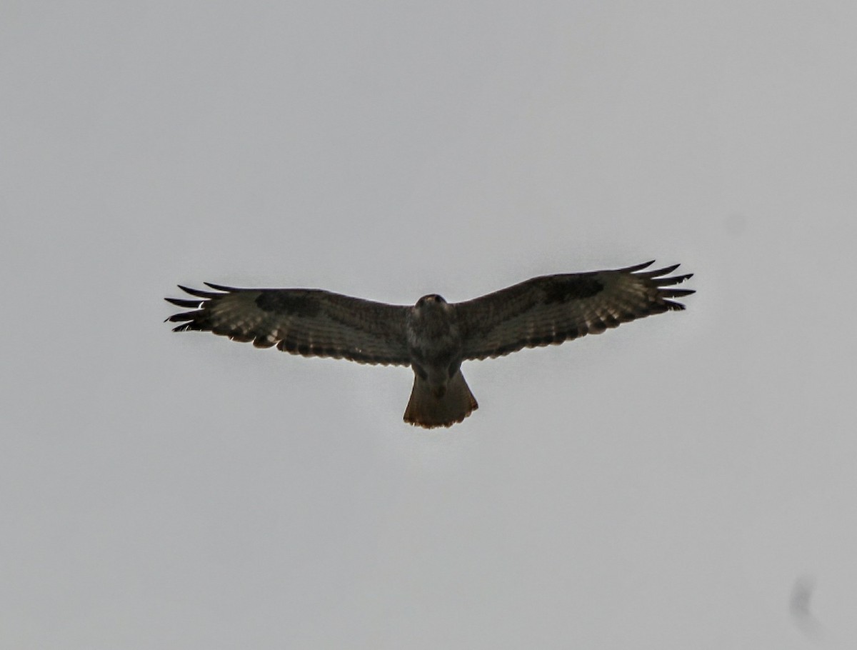 Long-legged Buzzard - ML639577209