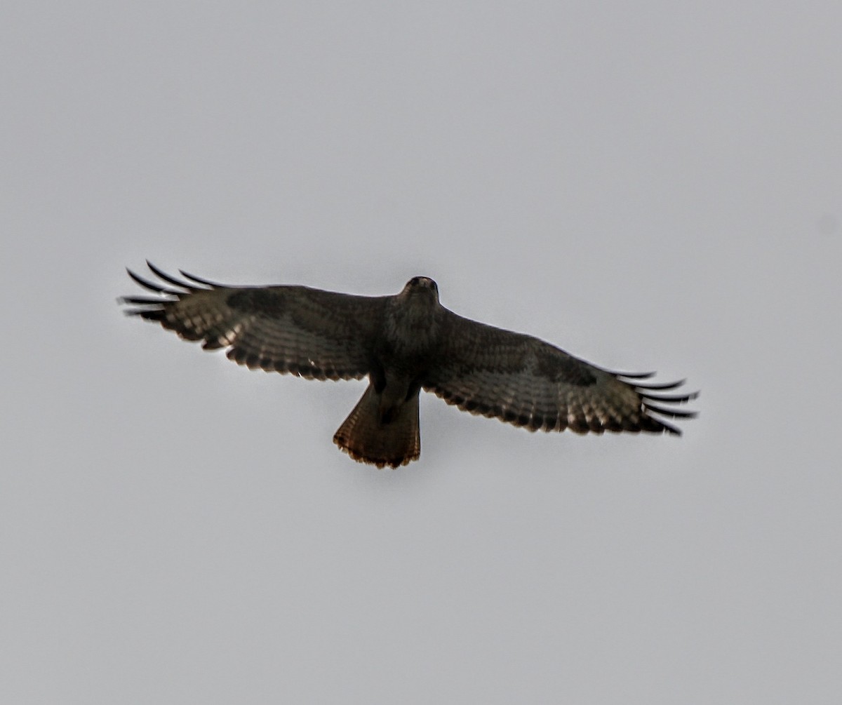 Long-legged Buzzard - ML639577210