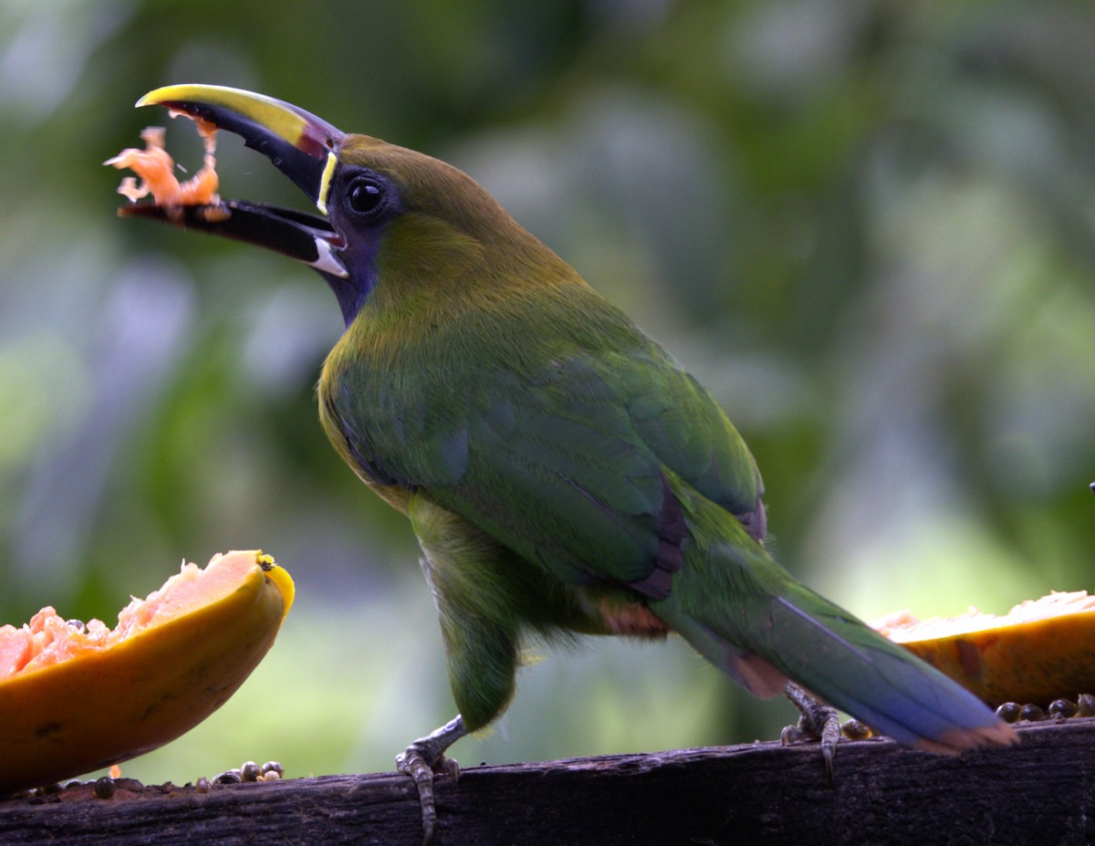 Northern Emerald-Toucanet - ML639577290