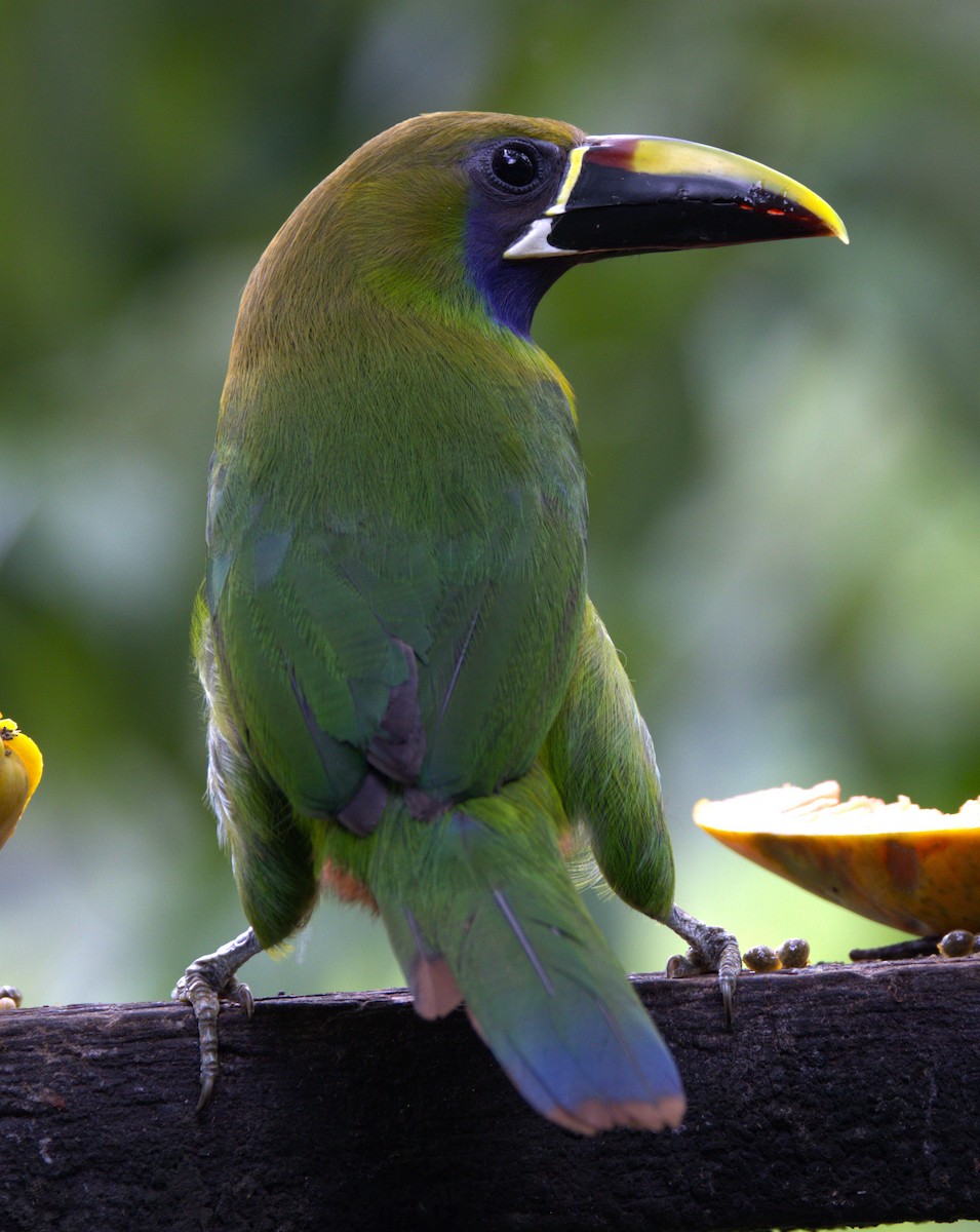 Northern Emerald-Toucanet - ML639577291