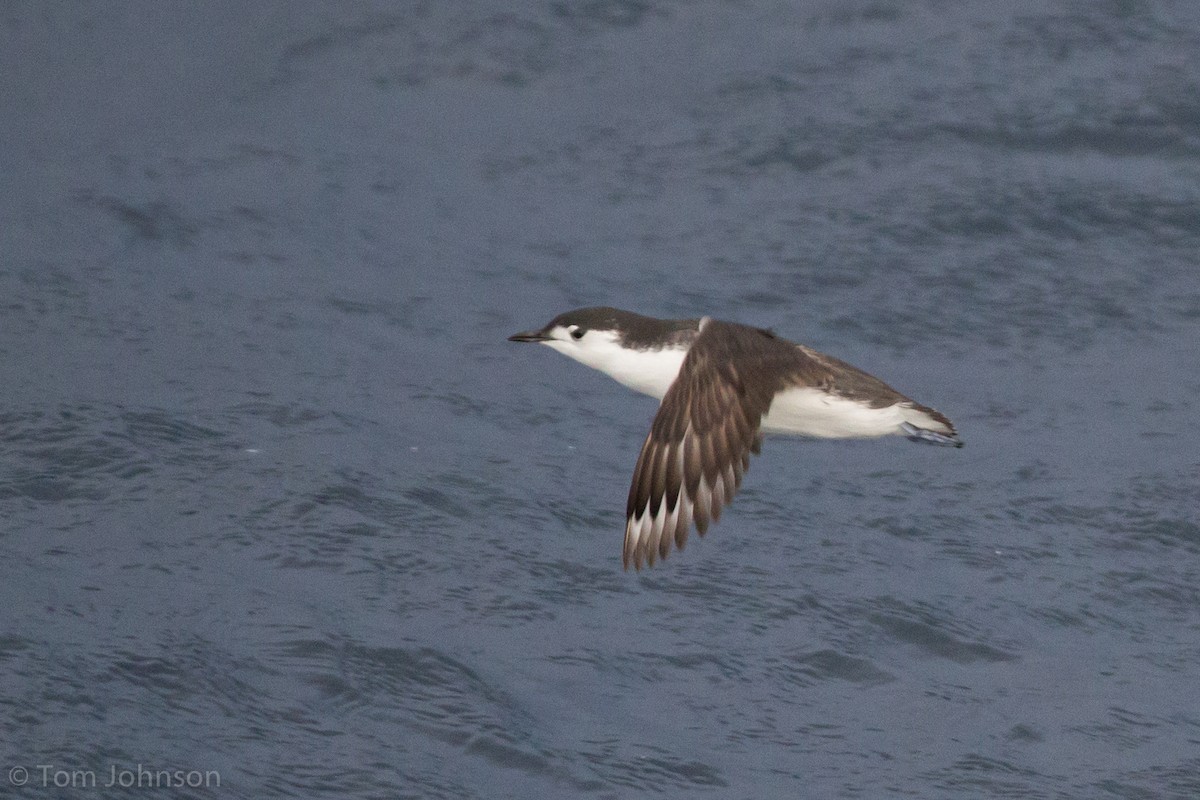 Guillemot de Xantus - ML63957731