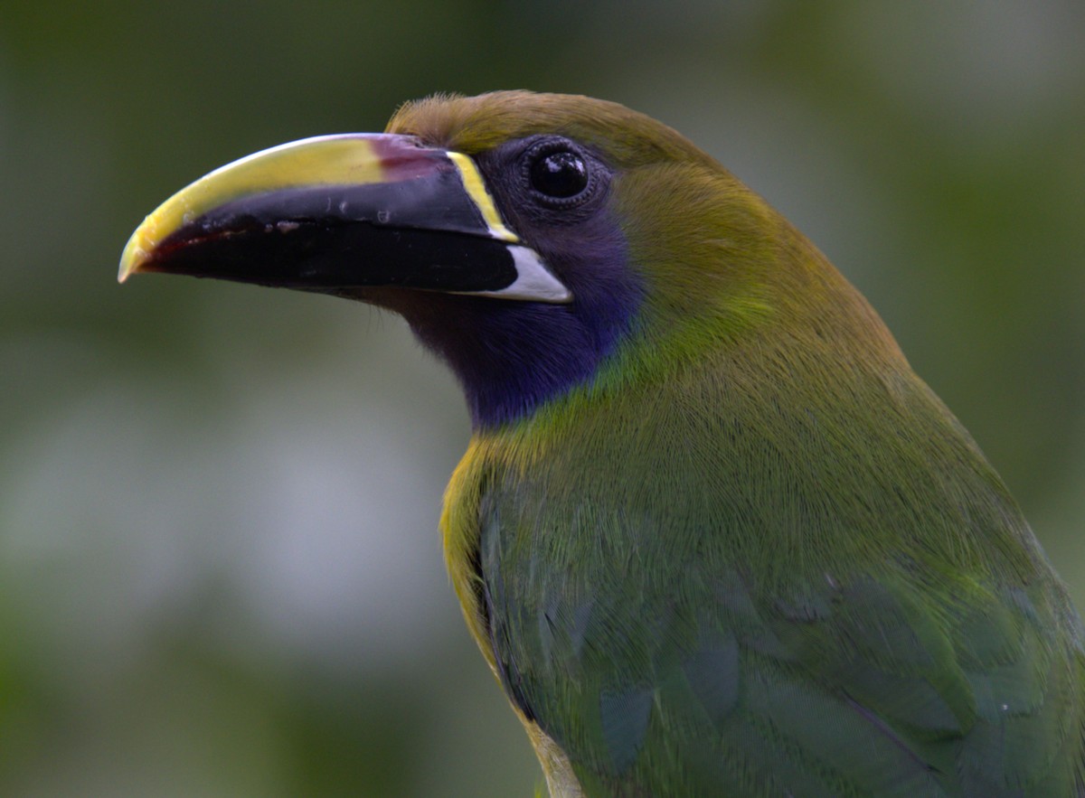 Northern Emerald-Toucanet - ML639577386