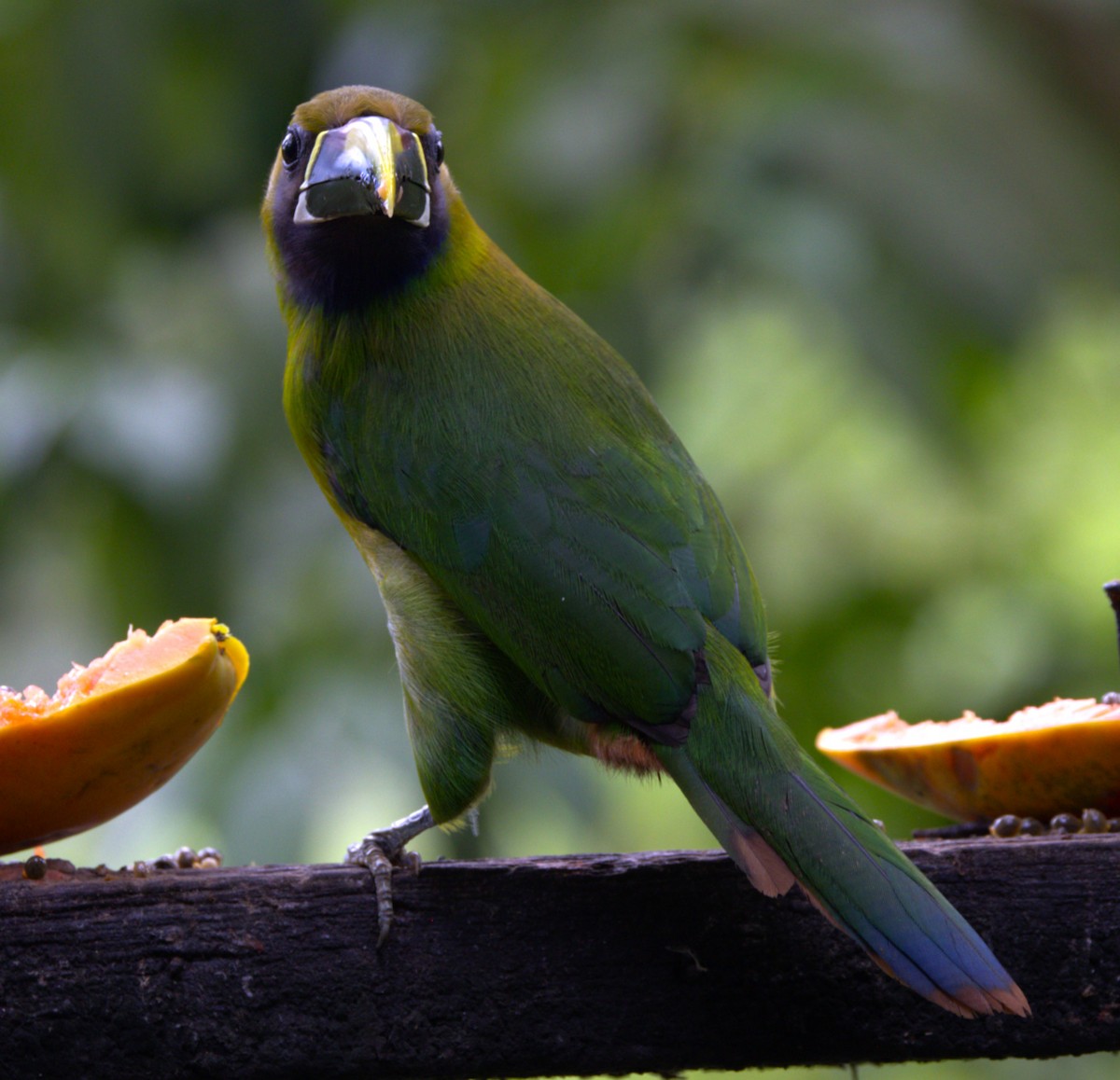 Northern Emerald-Toucanet - ML639577387