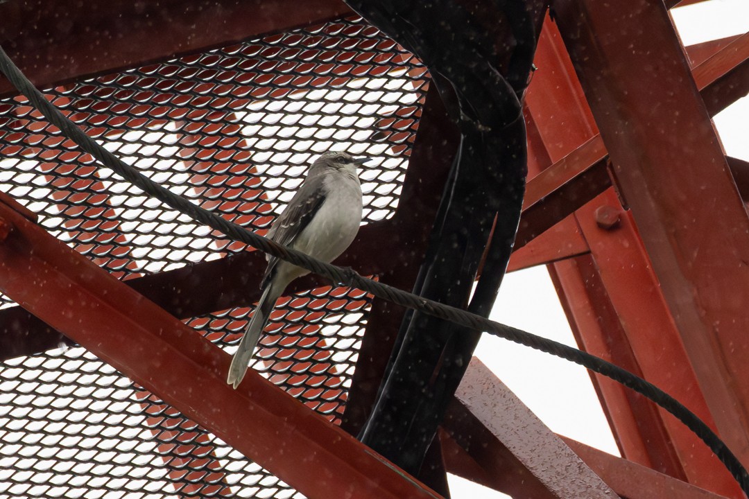 Tropical Mockingbird - ML639577396