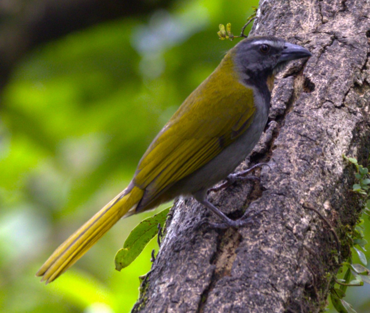 Buff-throated Saltator - ML639577484
