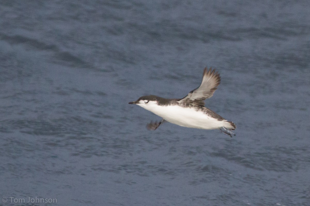 Guillemot de Xantus - ML63957751