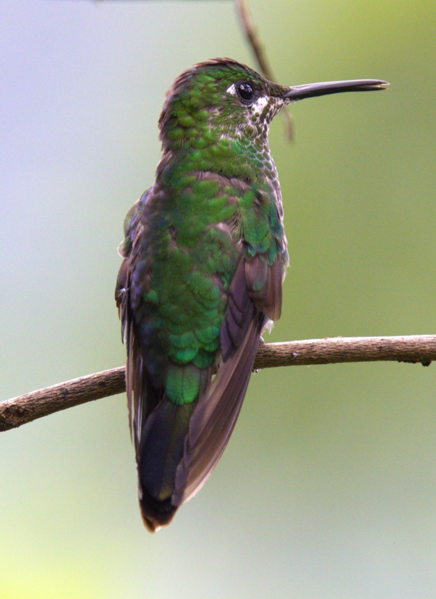 Green-crowned Brilliant - ML639577540