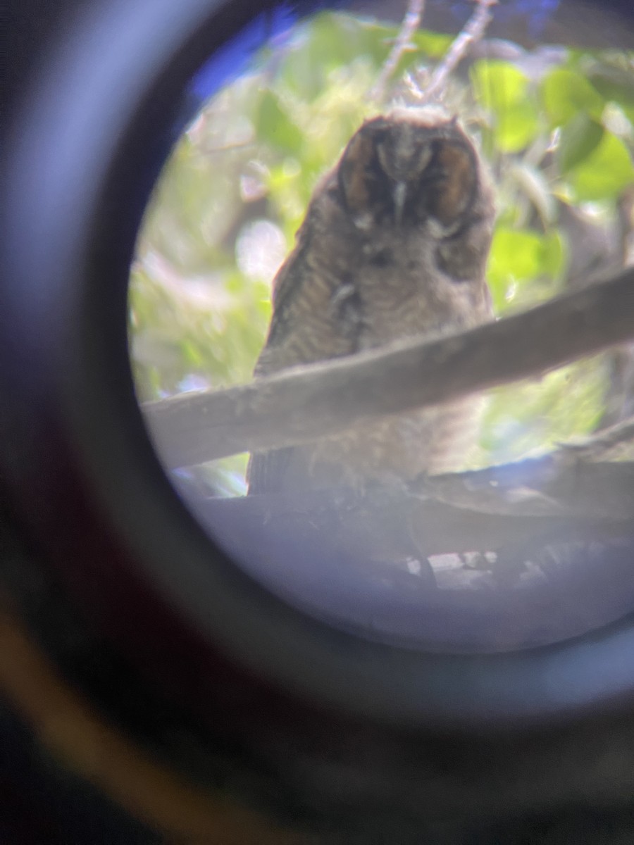 Long-eared Owl - ML639577564