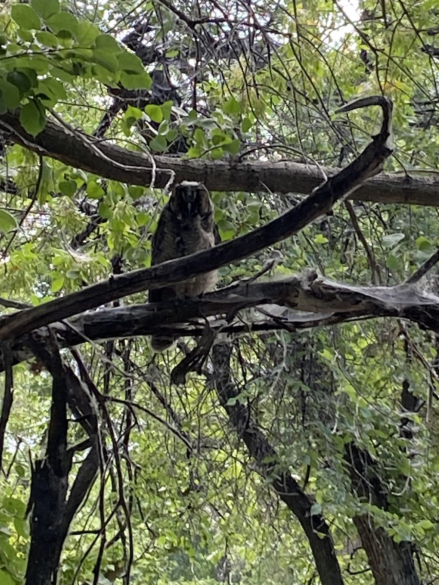 Long-eared Owl - ML639577565