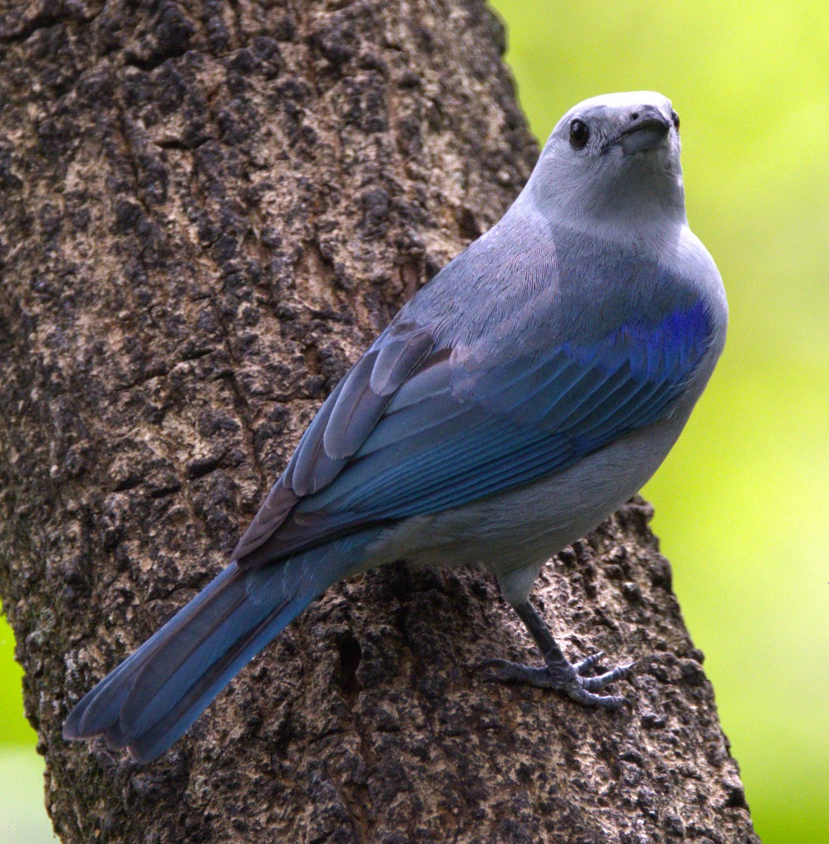 Blue-gray Tanager - ML639577583