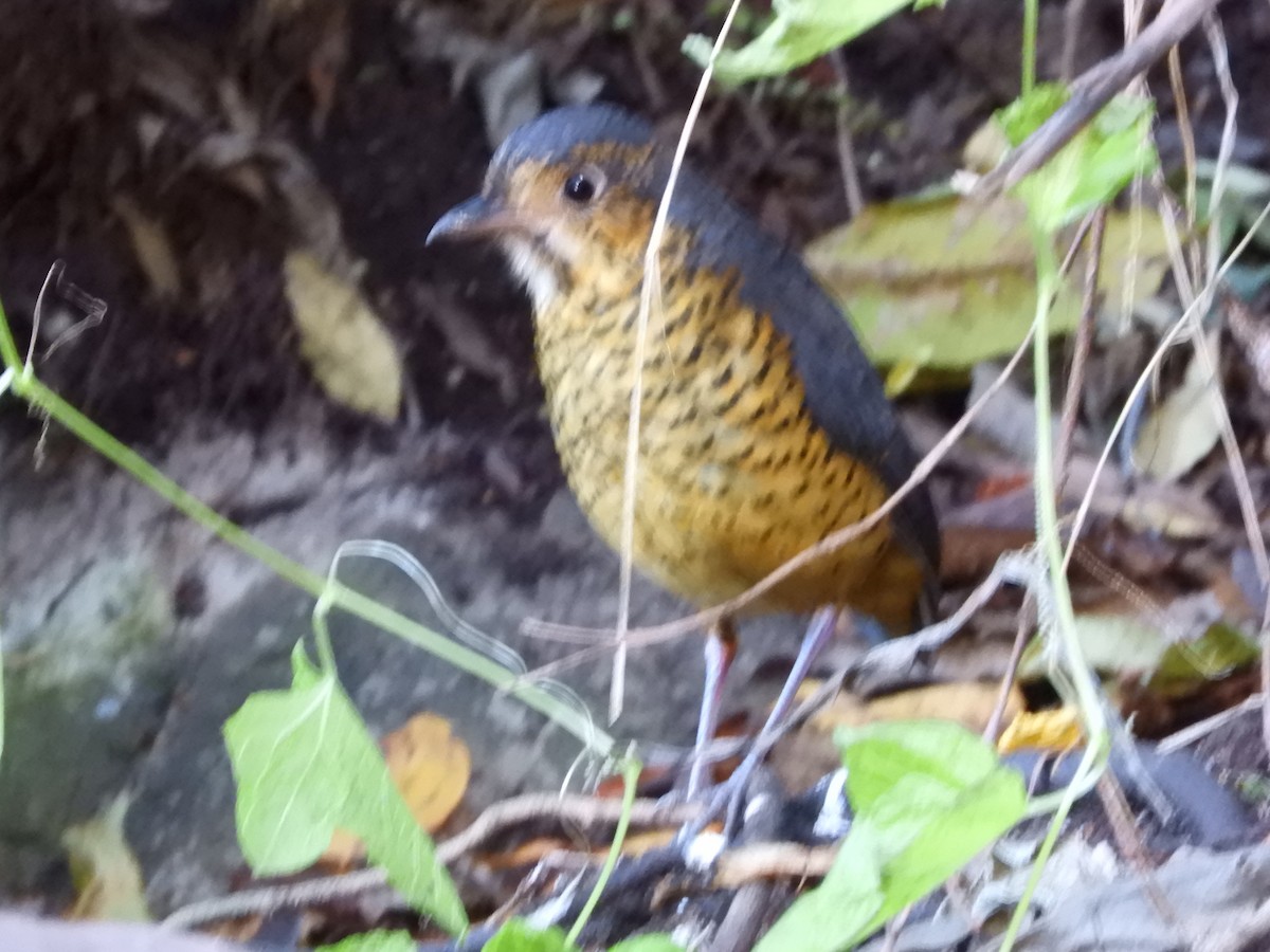 Undulated Antpitta - ML639577664
