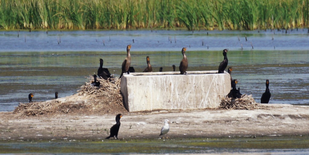 Cormorán Biguá - ML63957771