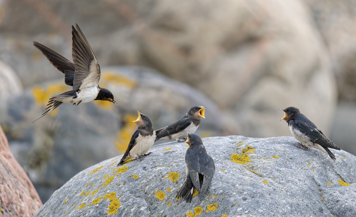 Barn Swallow - ML639577724