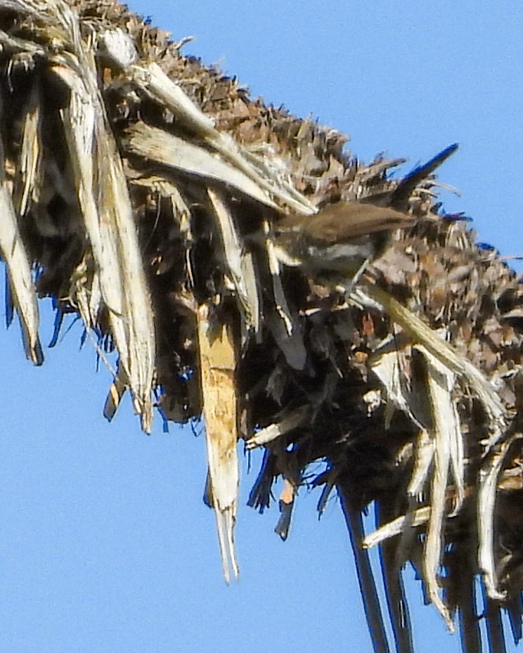 Bewick's Wren - ML639577747
