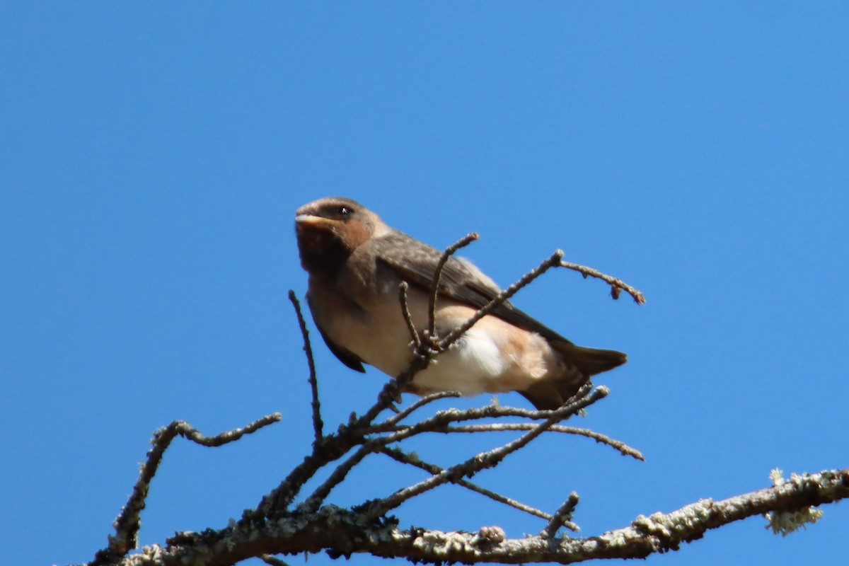 Cliff Swallow - ML639577780