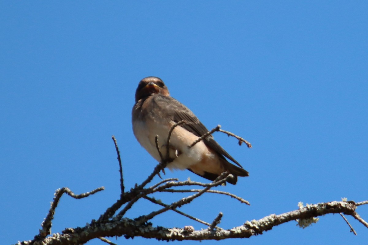 Cliff Swallow - ML639577784