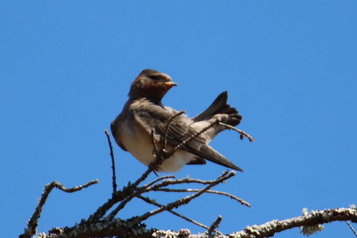 Cliff Swallow - ML639577787