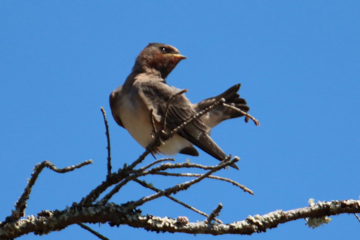 Cliff Swallow - ML639577789
