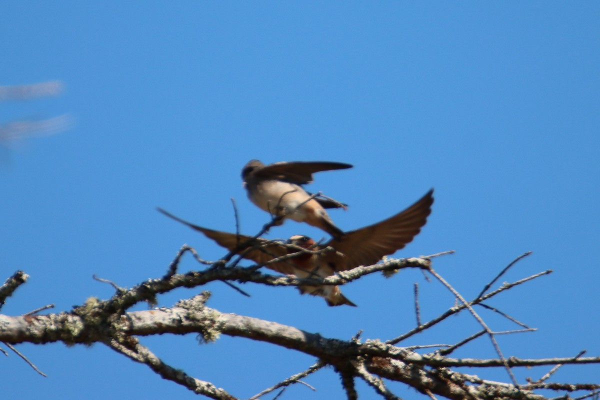 Cliff Swallow - ML639577799