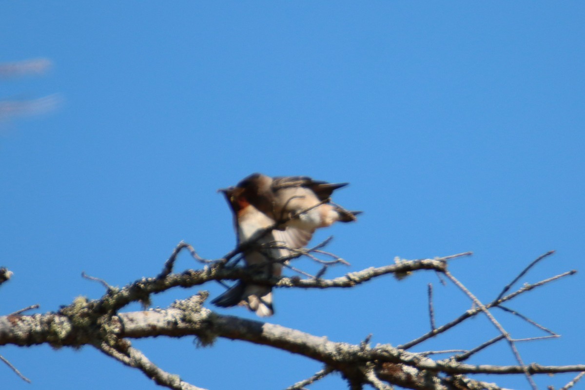 Cliff Swallow - ML639577800