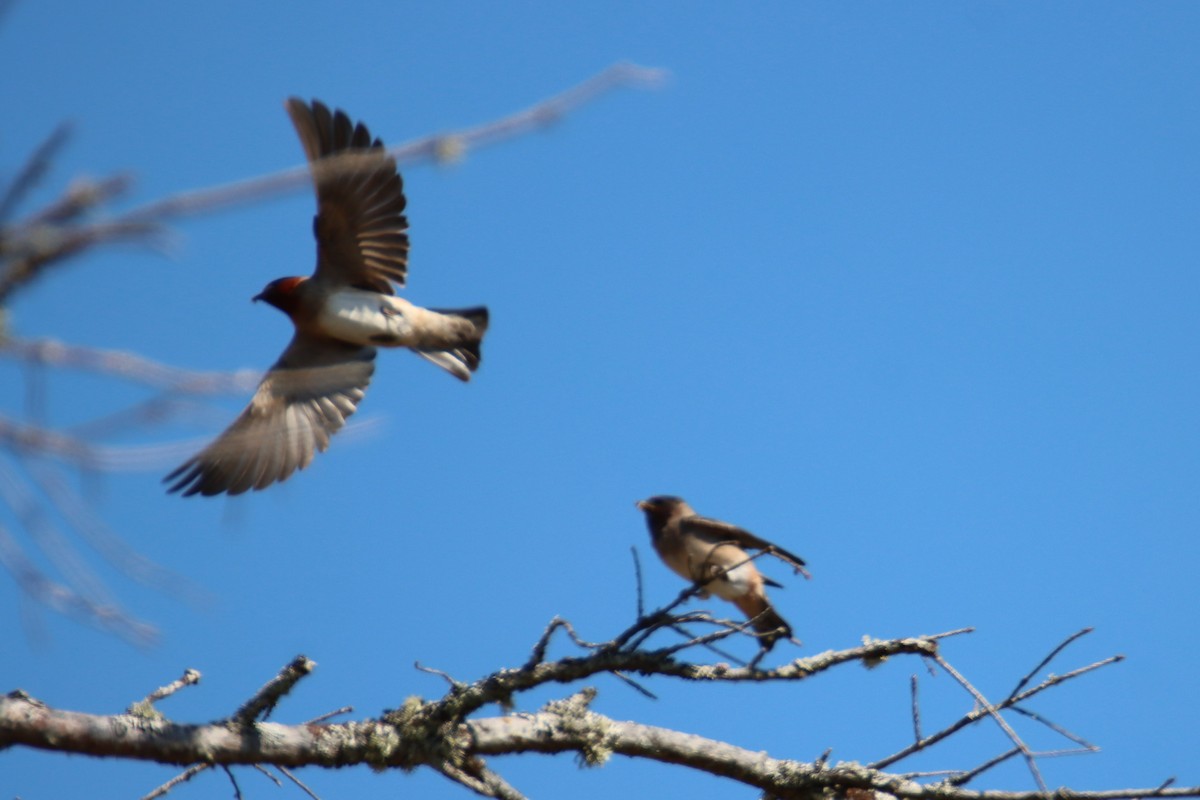 Cliff Swallow - ML639577811