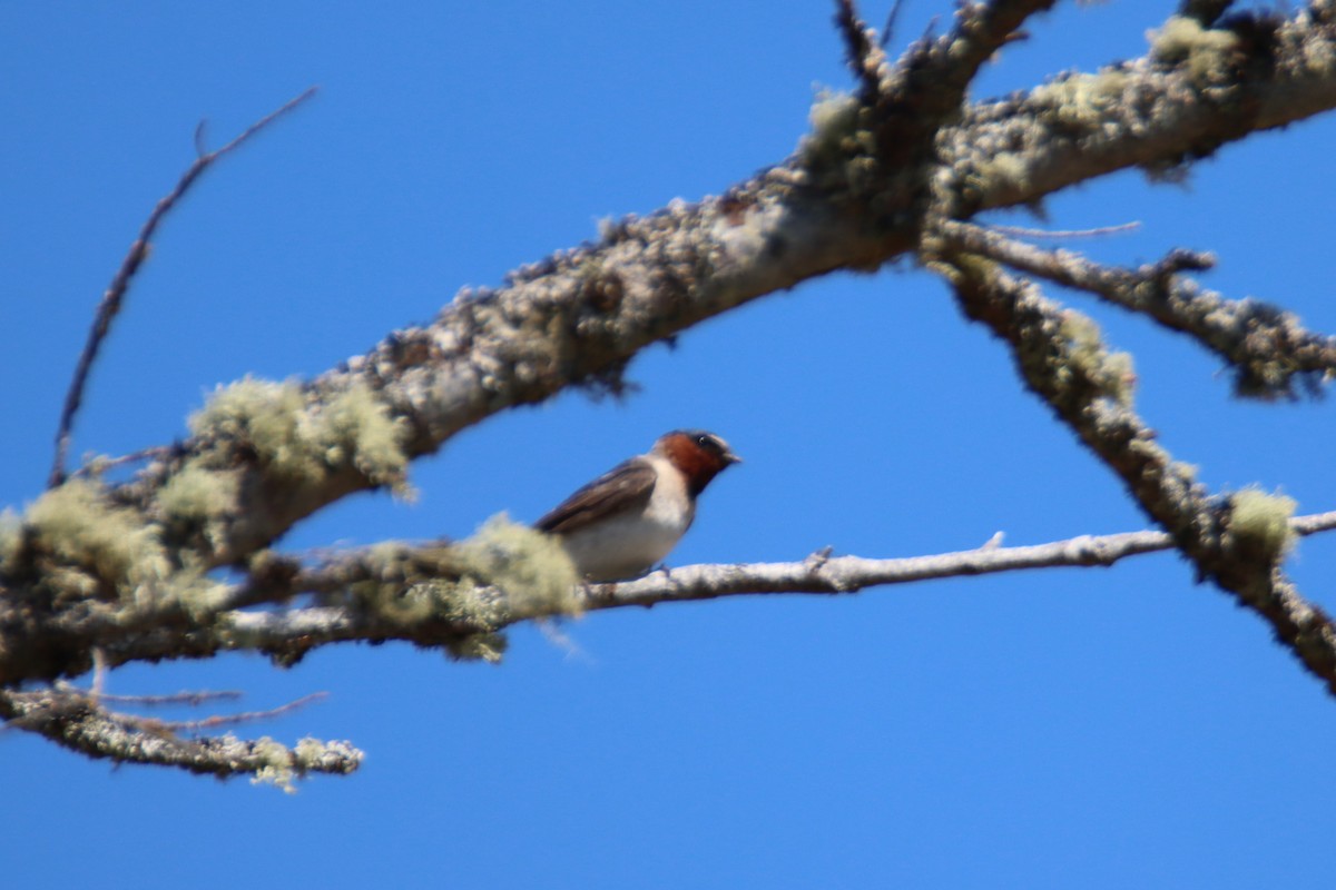 Cliff Swallow - ML639577813