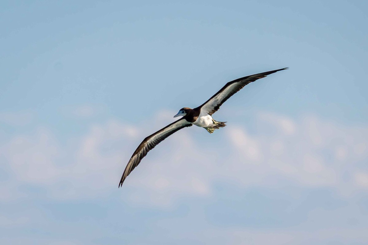 Brown Booby - ML639577824
