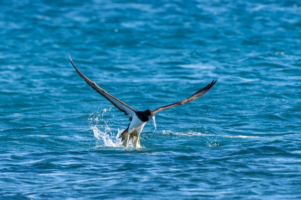 Brown Booby - ML639577825