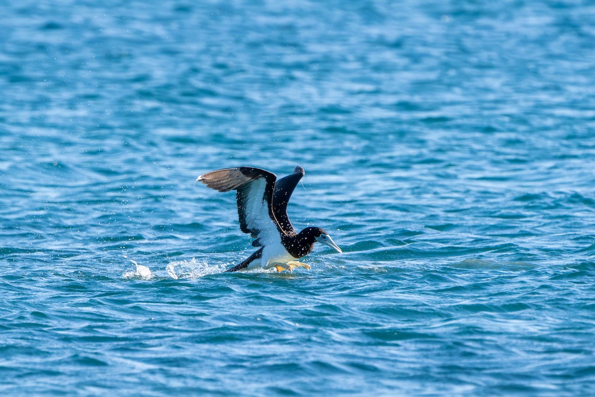 Brown Booby - ML639577826