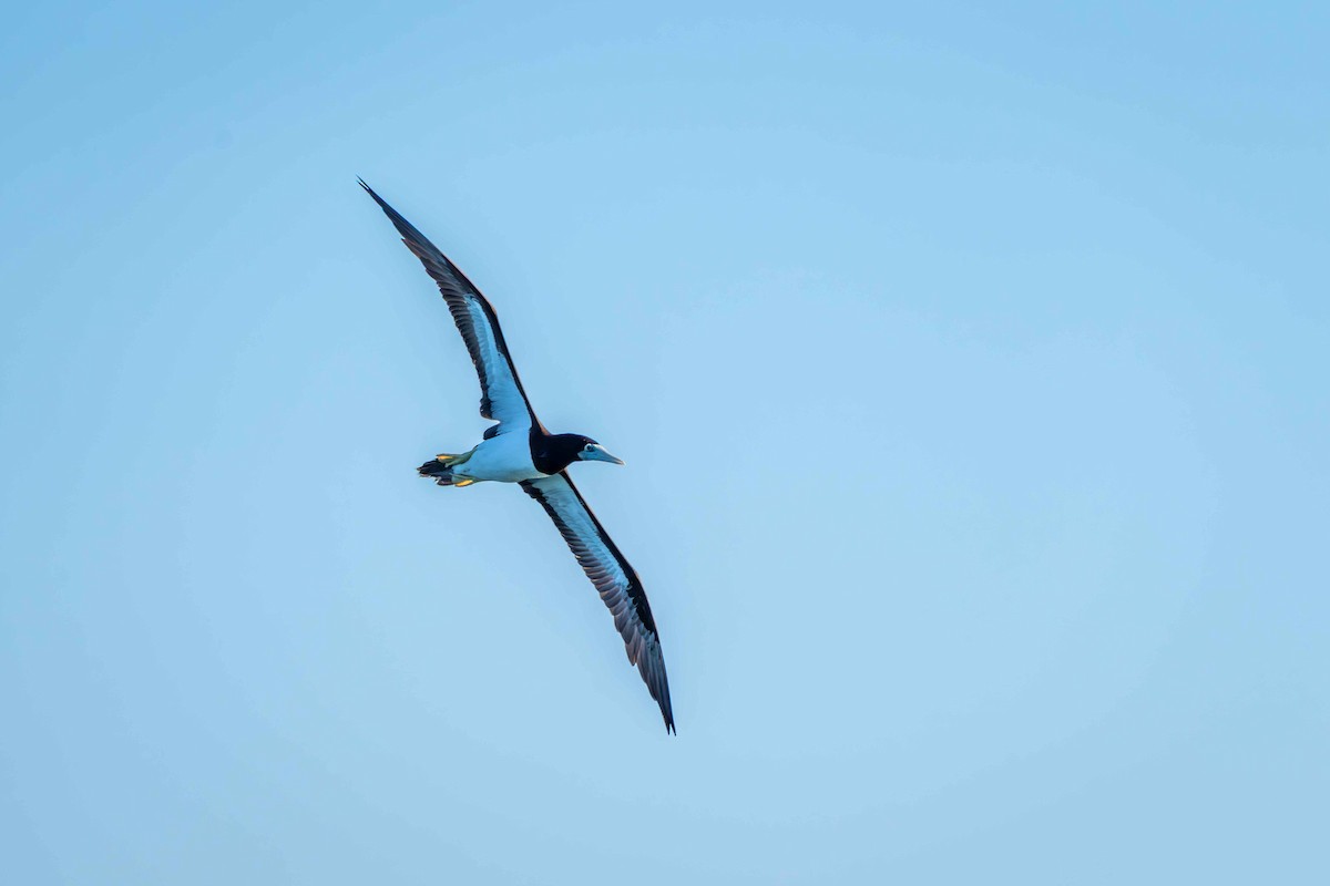 Brown Booby - ML639577827