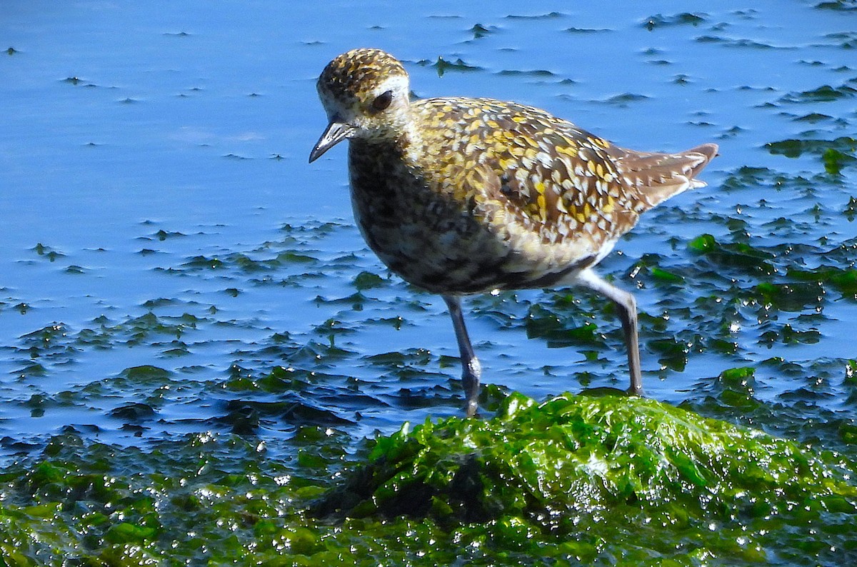 Pacific Golden-Plover - ML639577866