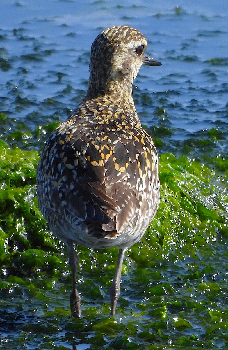 Pacific Golden-Plover - ML639577868