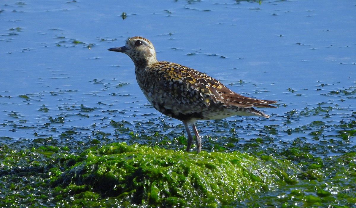 Pacific Golden-Plover - ML639577876