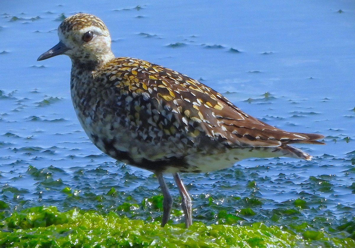 Pacific Golden-Plover - ML639577881