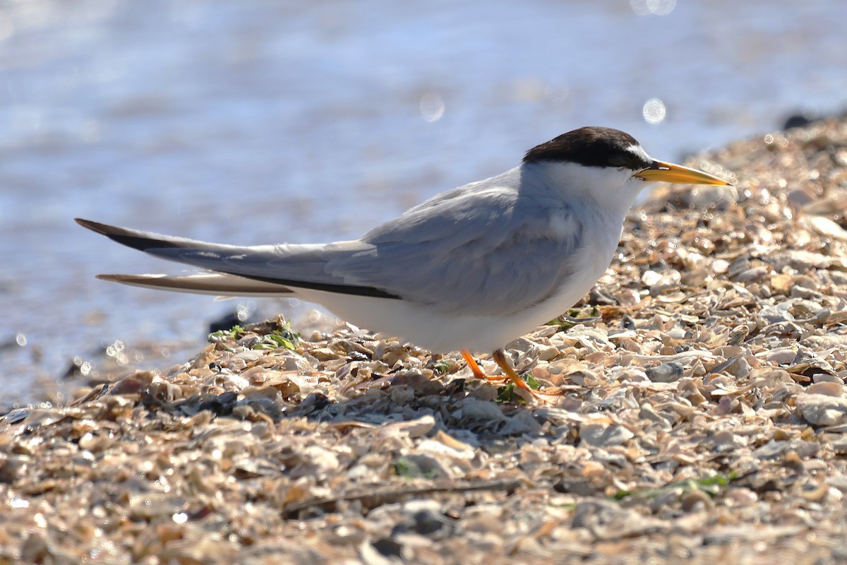 Least Tern - ML639577907