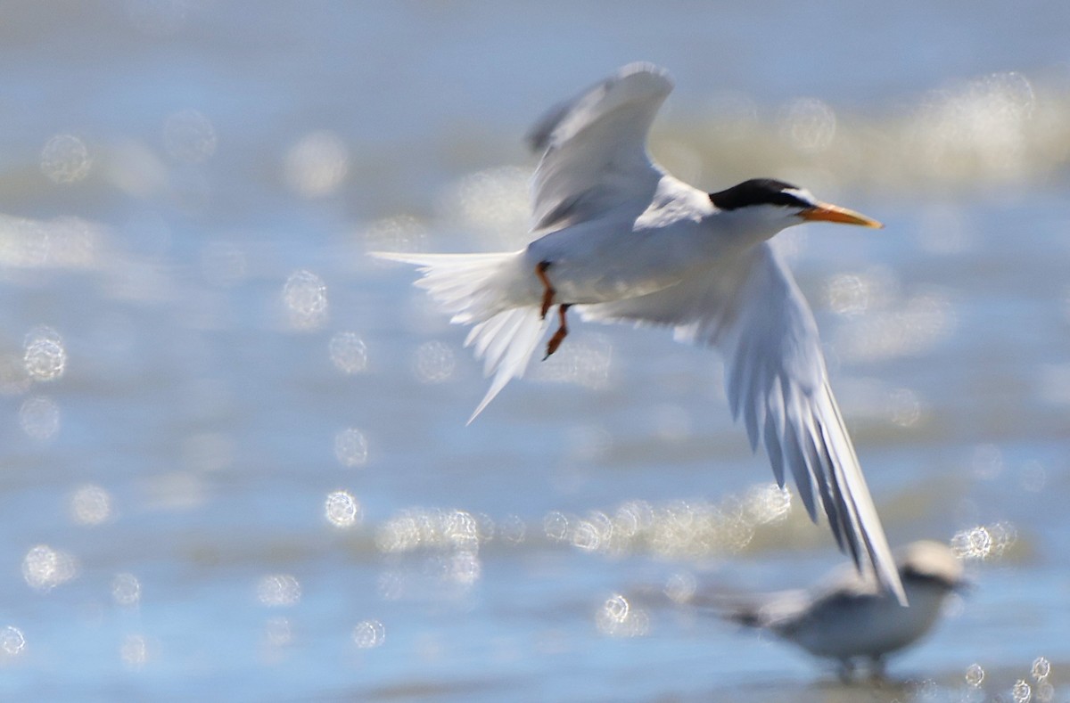 Least Tern - ML639577910